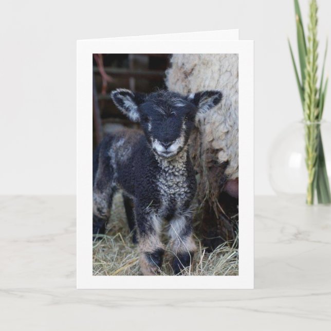 TARJETA PUEDE SER UN "NIÑO" PERO PUEDO DECIR **MEROSOS NAV (Anverso)