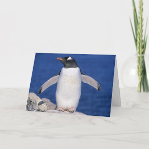 Tarjeta Puerto de Papua del Pygoscelis del pingüino de