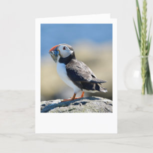 Tarjeta Puffin