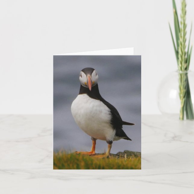 Tarjeta Puffin (Anverso)