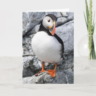 Tarjeta Puffin atlántico