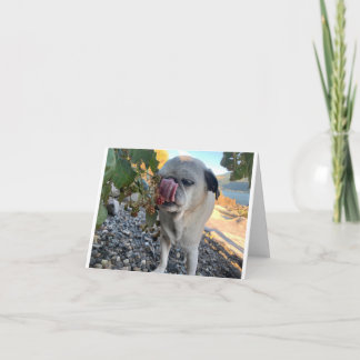 Tarjeta Pug cumpleaños divertido