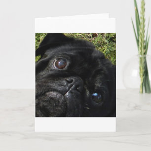 Tarjeta pug ojos negros pug