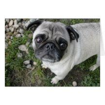 Tarjeta Pug Pebbles