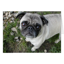 Tarjeta Pug Pebbles