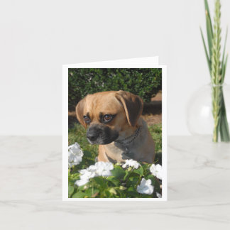 Tarjeta Puggles