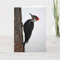 pulsación de corriente pileated