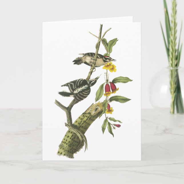 Tarjeta Pulsación de corriente suave - Juan Audubon (Anverso)