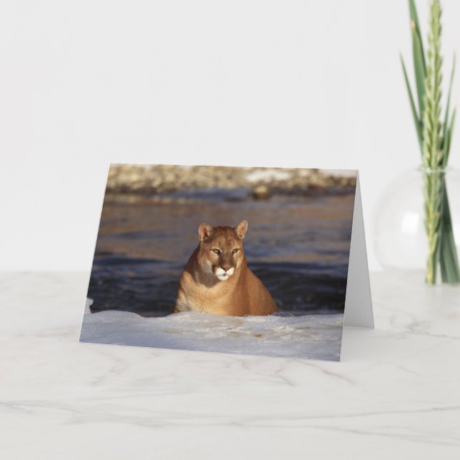 Tarjeta Puma del invierno (Anverso)