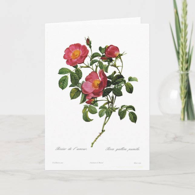 Tarjeta Pumila del gallica de Rosa (Anverso)