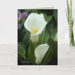 Tarjeta Pure Calla