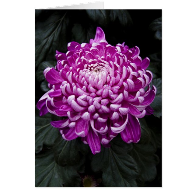 Tarjeta Purple Chrysanthemum (Frente)