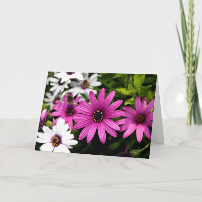 Tarjeta Purple Daisy (Anverso)