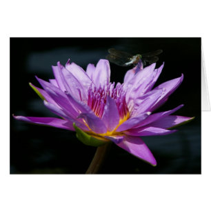 Tarjeta Purple Lotus Waterlily y Dragonfly