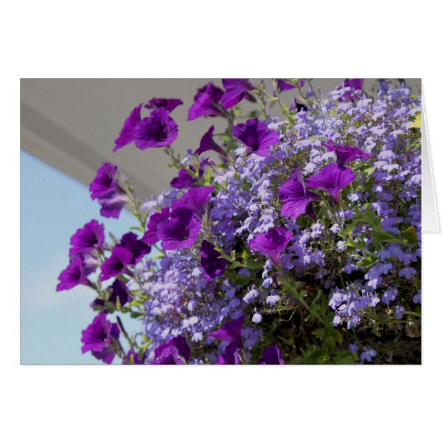 Tarjeta Purple Petunias 5x7 (Anverso (Horizontal))