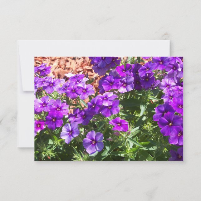 Tarjeta Purple Phlox Floral Gracias (Anverso)