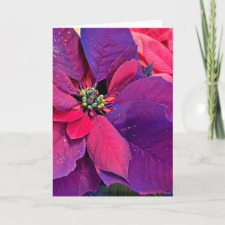 Tarjeta Purple Poinsettias