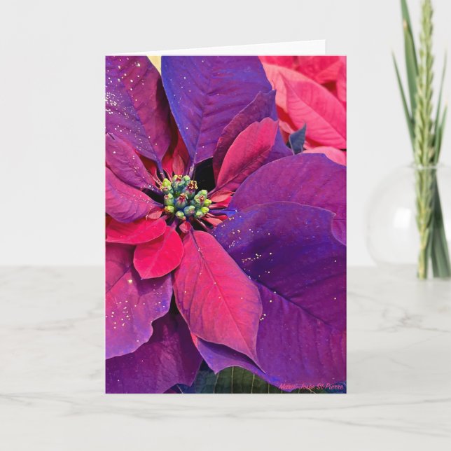 Tarjeta Purple Poinsettias (Anverso)