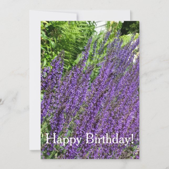 Tarjeta Purple Sage, Purple Salvia Birthday Card (Anverso)