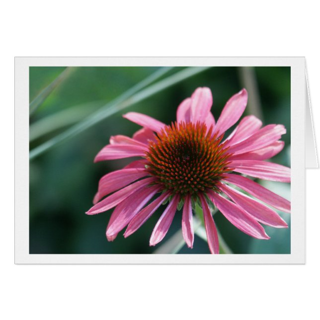 Tarjeta púrpura de Coneflower (Anverso (Horizontal))