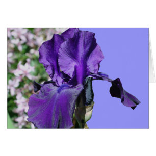 Tarjeta púrpura de la fotografía de la flor del
