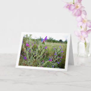 Tarjeta Púrpura Viper's bugloss, planta de equio