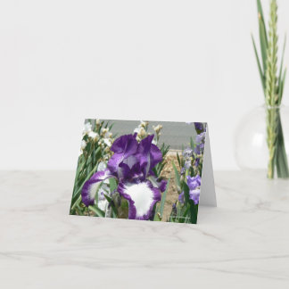 Tarjeta Púrpura y blanco