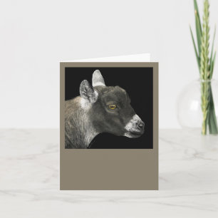 Tarjeta Pygmy Goat - "Mostrar cabra"