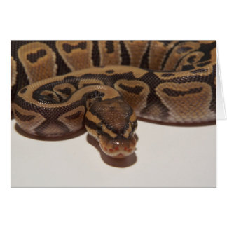 Tarjeta Python de Ghost Ball