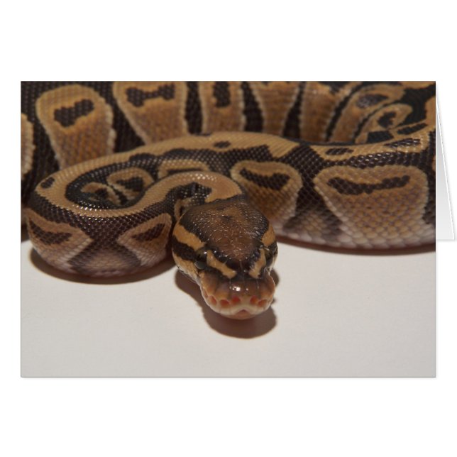 Tarjeta Python de Ghost Ball (Anverso (Horizontal))