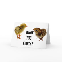 ¿Qué rebaño?, Baby Quail Chick