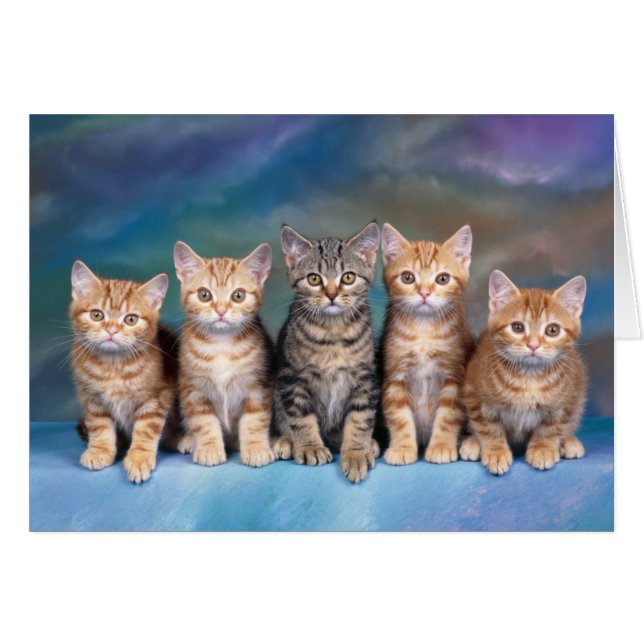 Tarjeta Quintaby Kittens Blank (Anverso (Horizontal))