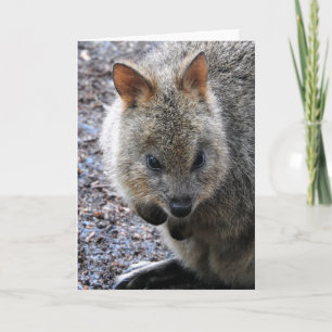 Tarjeta Quokka