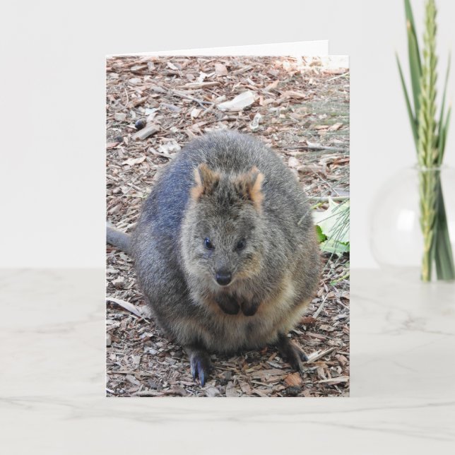 Tarjeta Quokka (Anverso)