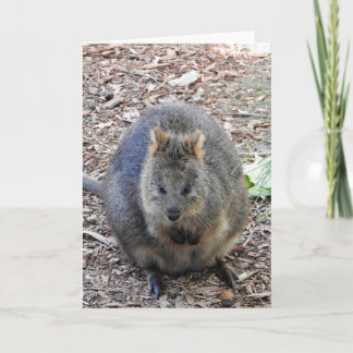 Tarjeta Quokka
