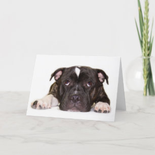 Tarjeta R001 de Staffordshire bull terrier