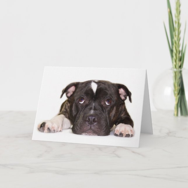 Tarjeta R001 de Staffordshire bull terrier (Anverso)