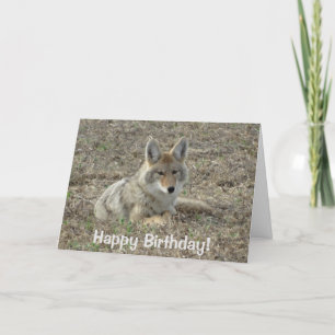 Tarjeta R22 Coyote Acostado
