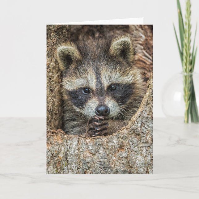 Tarjeta Raccón escondido dentro de un árbol hueco (Anverso)