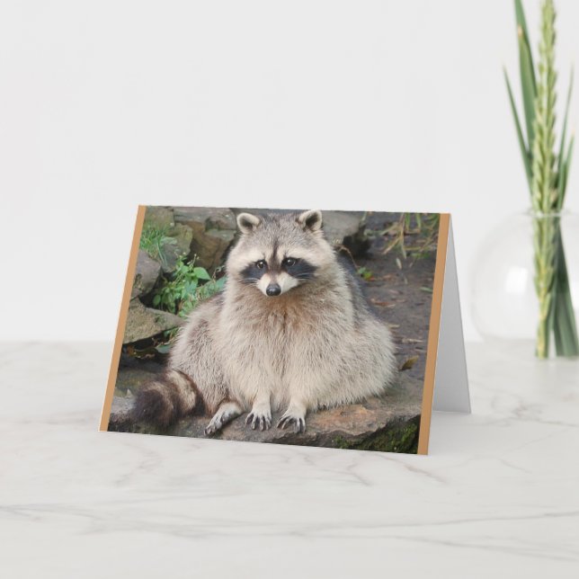 Tarjeta Raccoon (Anverso)