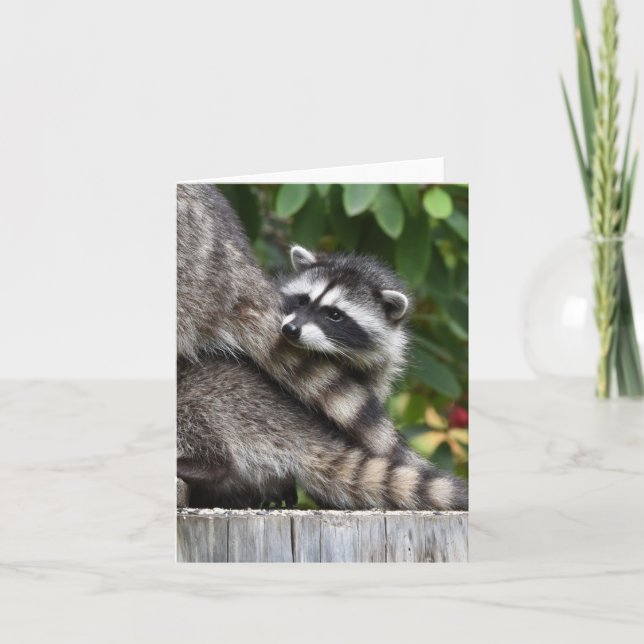 Tarjeta Raccoon Babies! (Anverso)