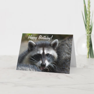 Tarjeta Raccoon Close-Up