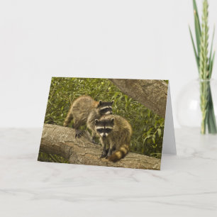 Tarjeta Raccoons