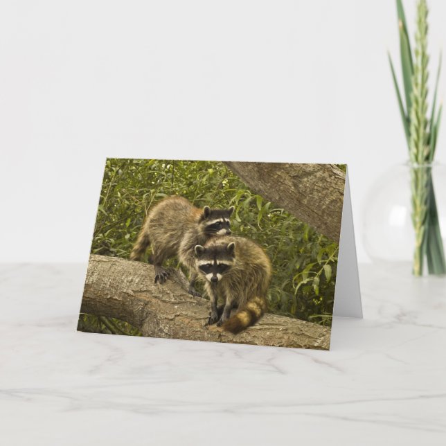 Tarjeta Raccoons (Anverso)