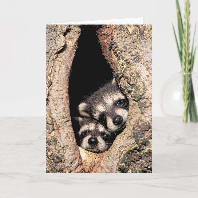 Tarjeta Raccoons bebé busca fuera del árbol (Anverso)