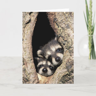 Tarjeta Raccoons para bebés en cavidad de árbol Procyon