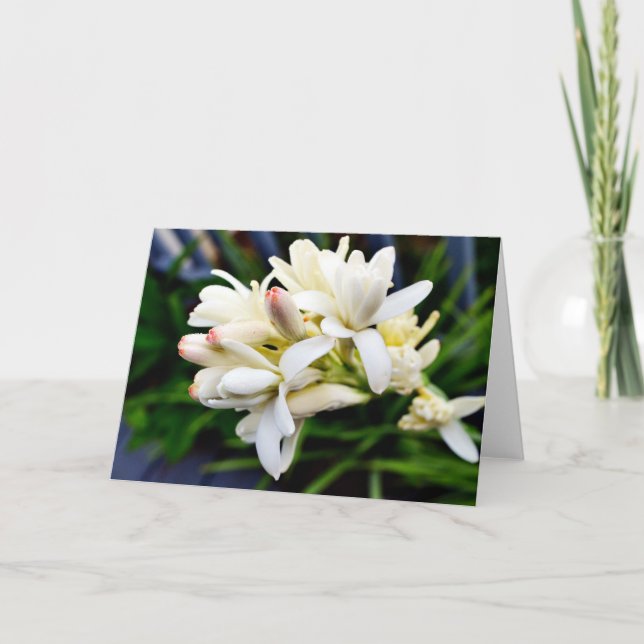 Tarjeta Racimo hawaiano del Tuberose (Anverso)