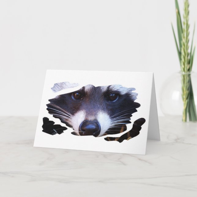Tarjeta RACOON MAPACHE - Photography Jean Louis Glineur (Anverso)