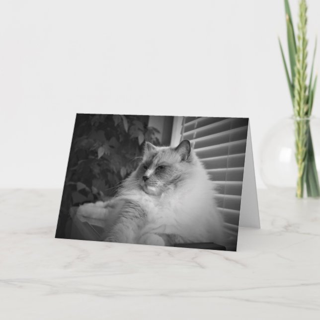 Tarjeta Ragdoll Cat (Anverso)