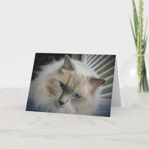 Tarjeta Ragdoll Cat